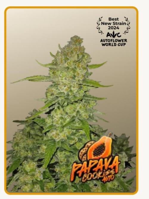 Papaya Cookies Auto Fast Buds. Week 0
