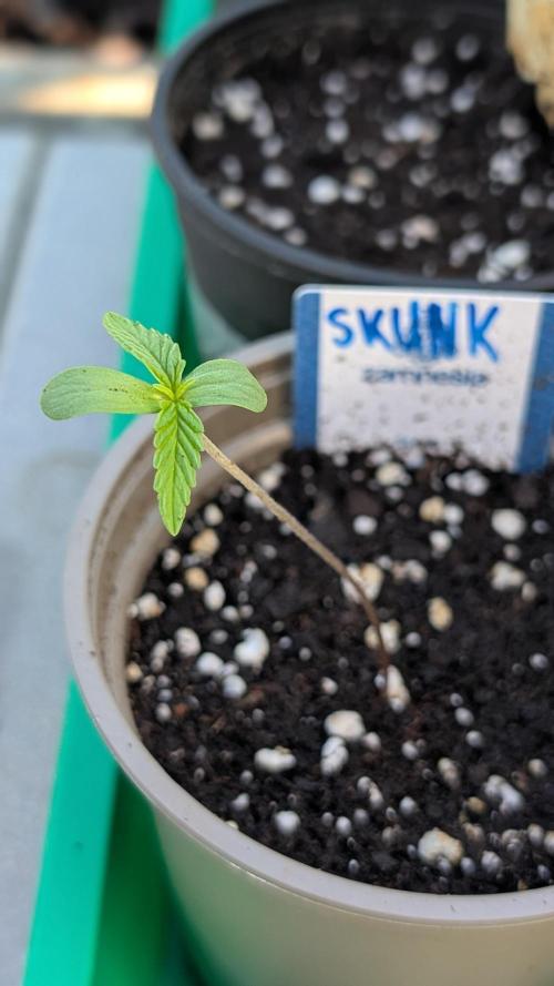 Auto Super Skunk - Sensible Seeds. Week 1 - Day 2