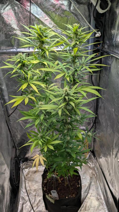 Strawberry Cola Sherbet F1 Sweet Seeds. Week 15 - Day 101