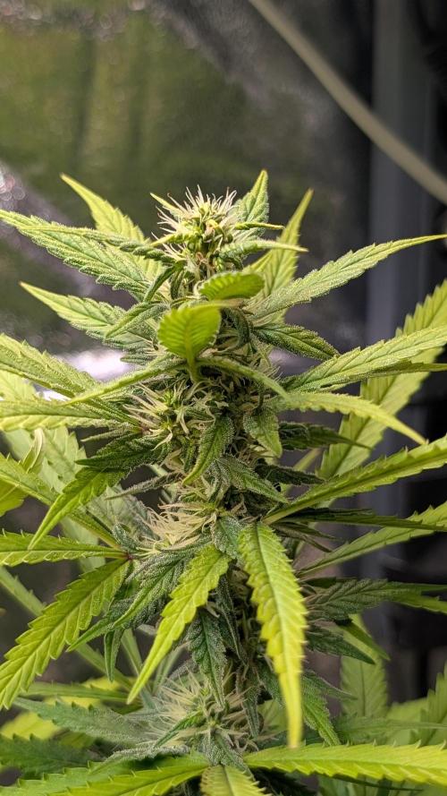 Strawberry Cola Sherbet F1 Fast Version. Week 15