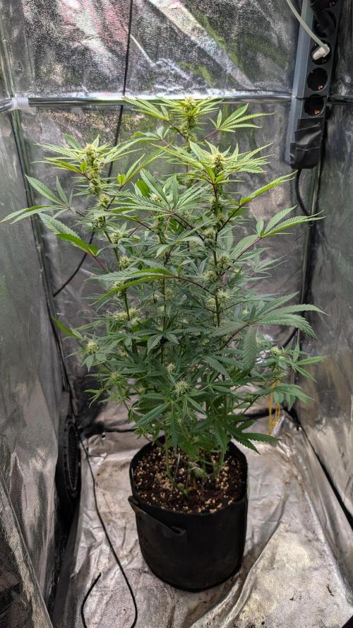 The Gassy One Super Sativa Seed Club. Week 15 - Day 101