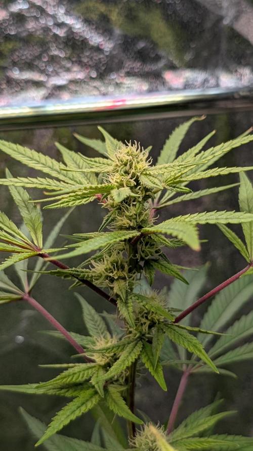 The Gassy One Super Sativa Seed Club. Week 15 - Day 101