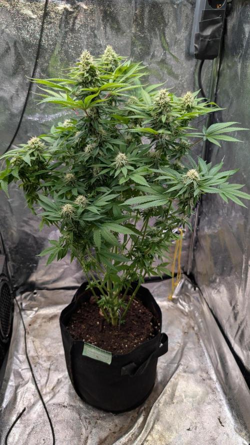 Super Boof Weed Seed Shop. Week 15 - Day 101