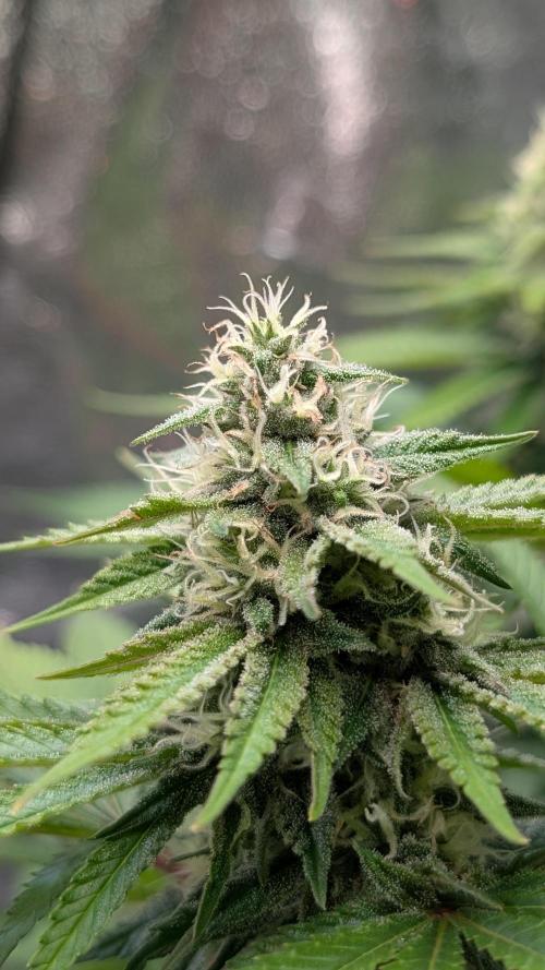 Super Boof Weed Seed Shop. Week 15 - Day 101
