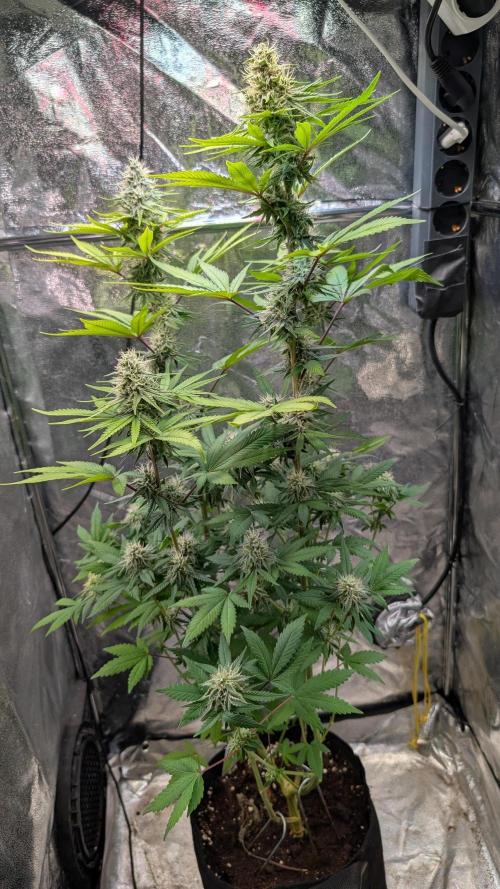 Glue Prom Walipini Seeds. Week 16 - Day 108