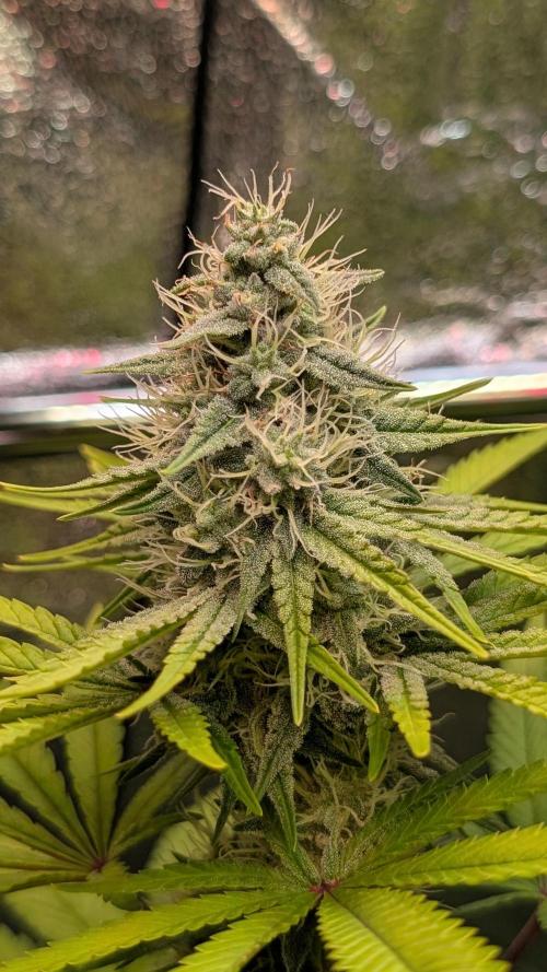 Glue Prom Walipini Seeds. Week 16 - Day 108