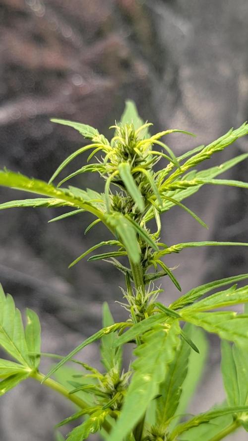 Toffee Pudding Auto Anesia Seeds. Week 7 - Day 45
