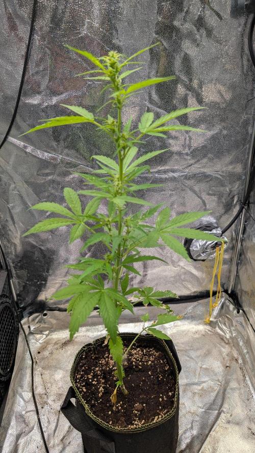 Toffee Pudding Auto Anesia Seeds. Week 7 - Day 45