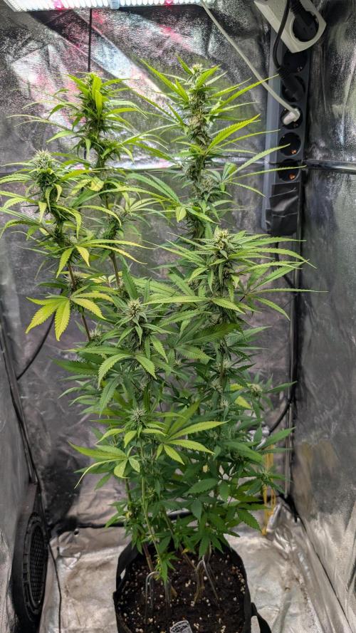 Strawberry Cola Sherbet F1 Sweet Seeds. Week 15 - Day 102