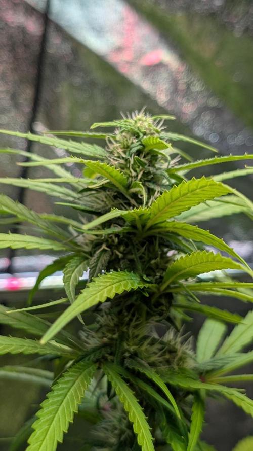Strawberry Cola Sherbet F1 Fast Version. Week 15