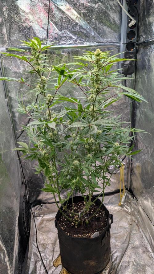 The Gassy One Super Sativa Seed Club. Week 15 - Day 102