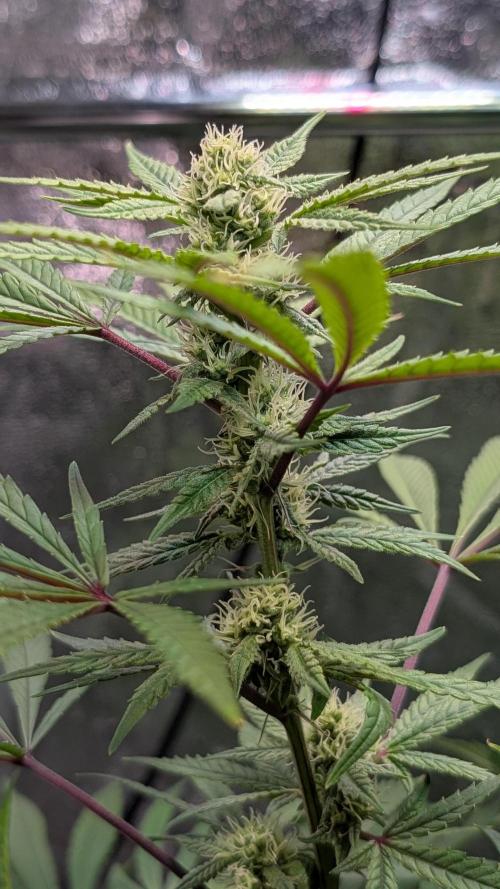 The Gassy One Super Sativa Seed Club. Week 15 - Day 102