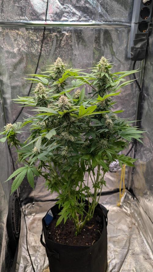 Super Boof Weed Seed Shop. Week 15 - Day 102