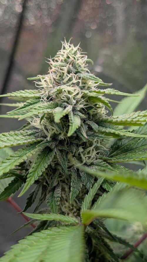 Super Boof Weed Seed Shop. Week 15 - Day 102