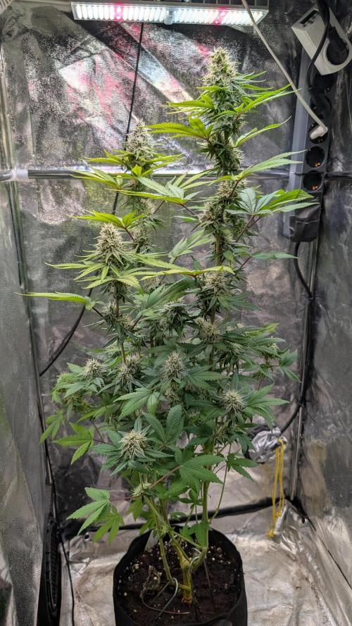 Glue Prom Walipini Seeds. Week 16 - Day 109