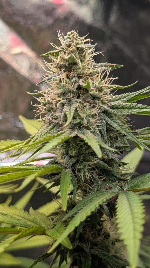 Glue Prom Walipini Seeds. Week 16 - Day 109