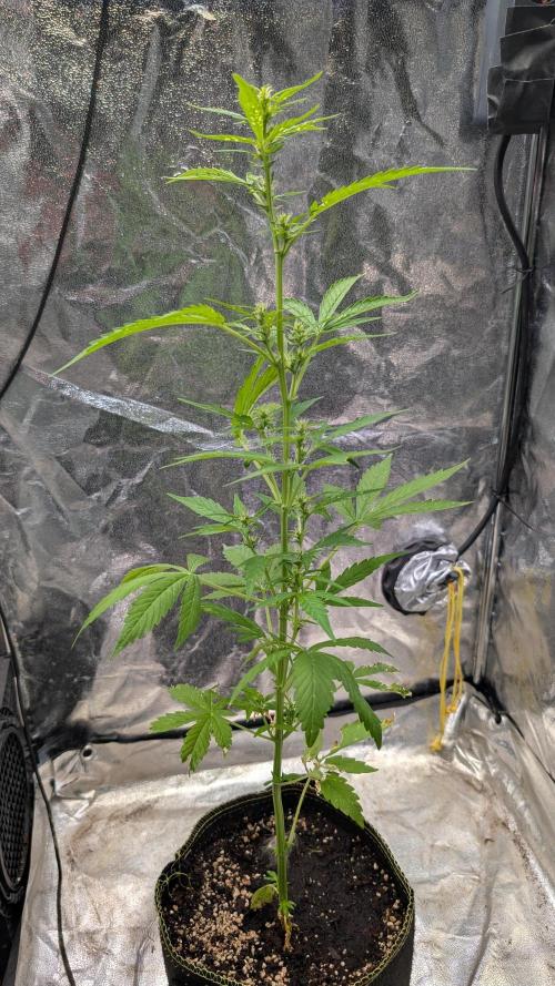 Toffee Pudding Auto Anesia Seeds. Week 7 - Day 46