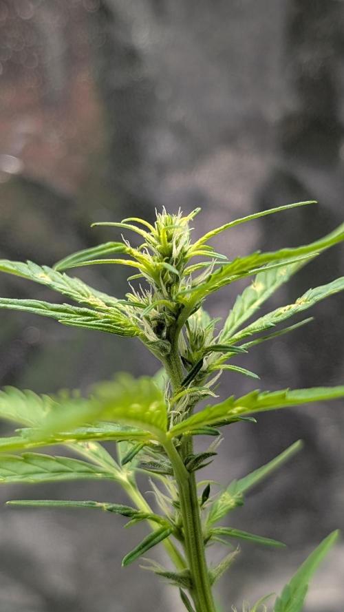 Toffee Pudding Auto Anesia Seeds. Week 7 - Day 46