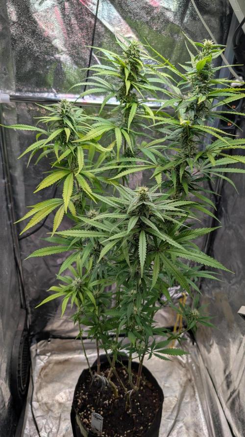 Strawberry Cola Sherbet F1 Sweet Seeds. Week 15 - Day 104
