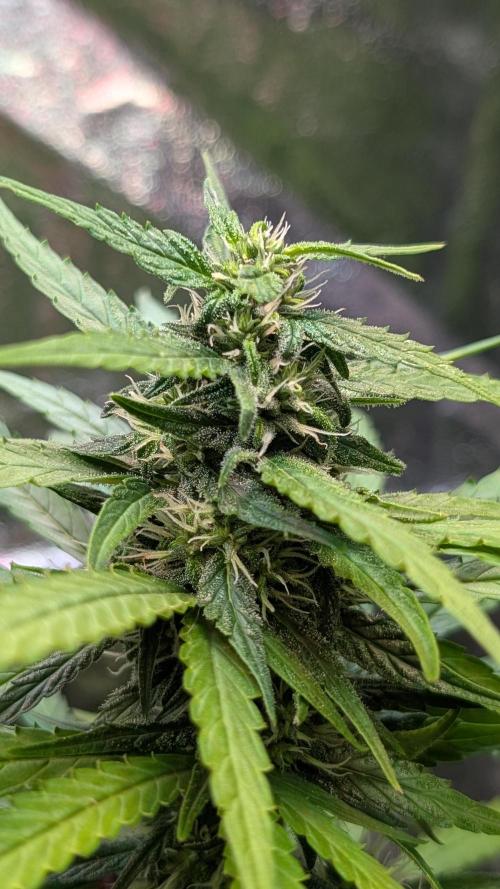 Strawberry Cola Sherbet F1 Sweet Seeds. Week 15 - Day 104
