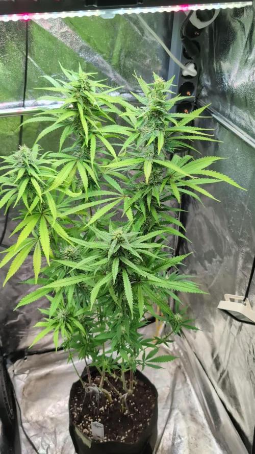 Strawberry Cola Sherbet F1 Sweet Seeds