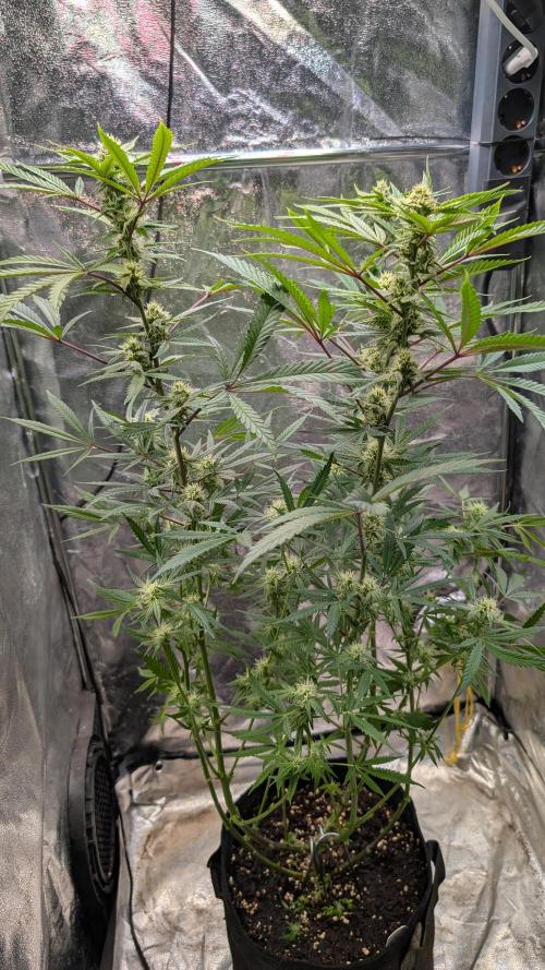 The Gassy One Super Sativa Seed Club. Week 15 - Day 104