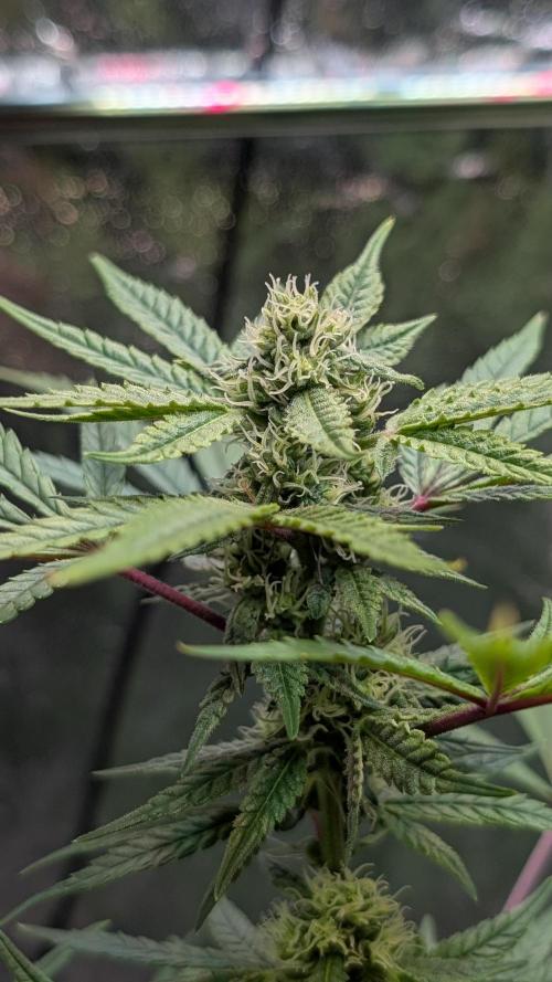 The Gassy One Super Sativa Seed Club. Week 15 - Day 104