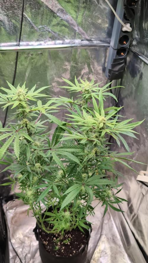 The Gassy One Super Sativa Seed Club