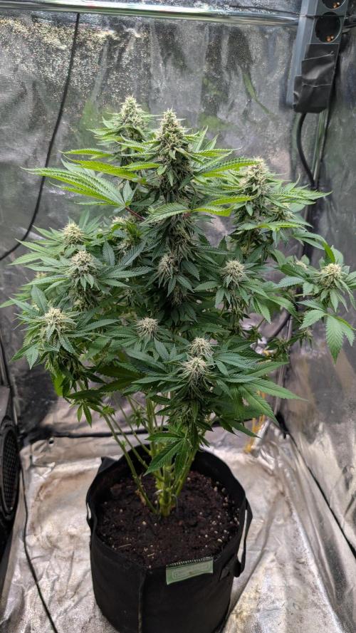 Super Boof Weed Seed Shop. Week 15 - Day 104