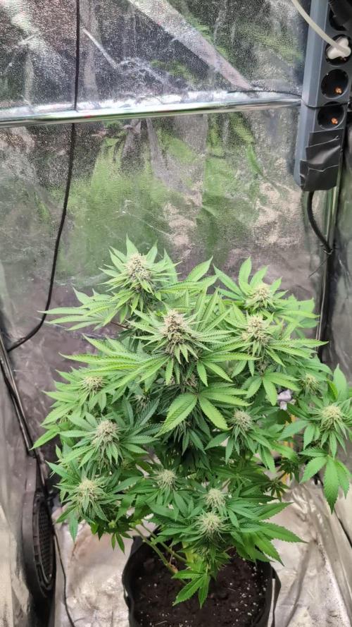Super Boof Weed Seed Shop