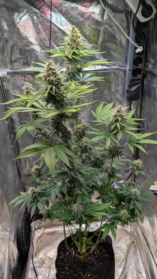 Glue Prom Walipini Seeds. Week 16 - Day 111