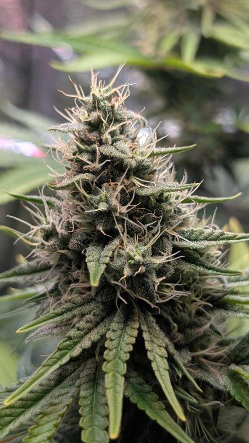 Glue Prom Walipini Seeds. Week 16 - Day 111