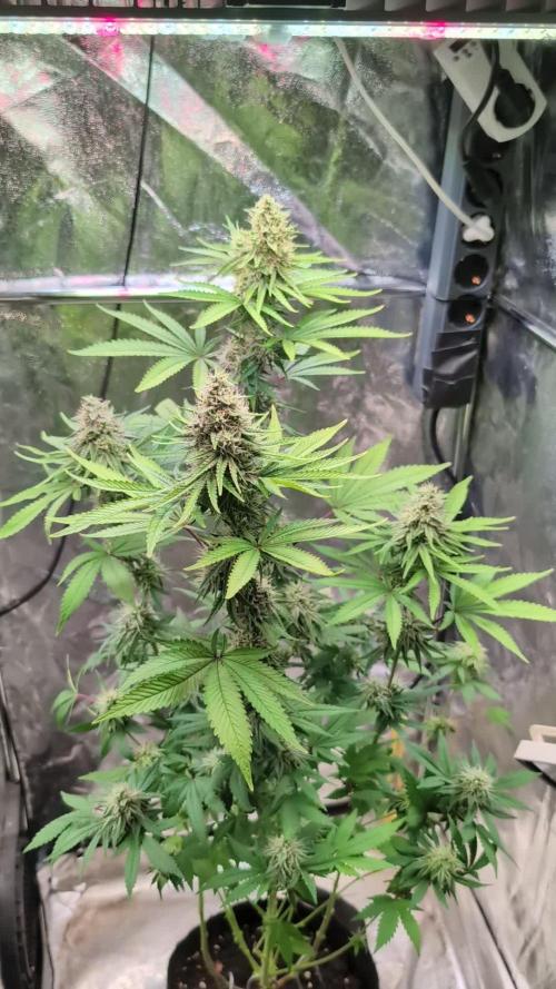 Glue Prom Walipini Seeds