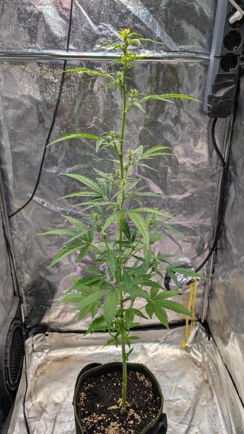 Toffee Pudding Auto Anesia Seeds. Week 7 - Day 48