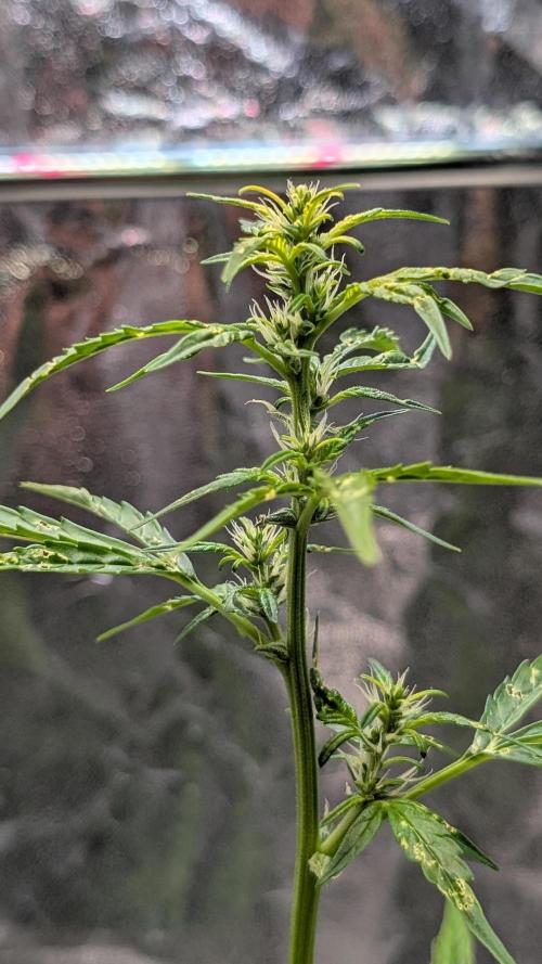 Toffee Pudding Auto Anesia Seeds. Week 7 - Day 48