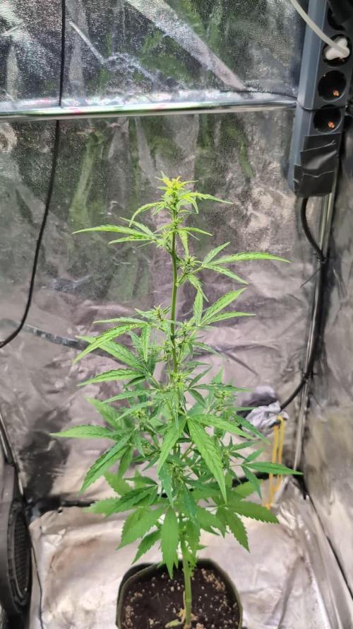 Toffee Pudding Auto. Week 7
