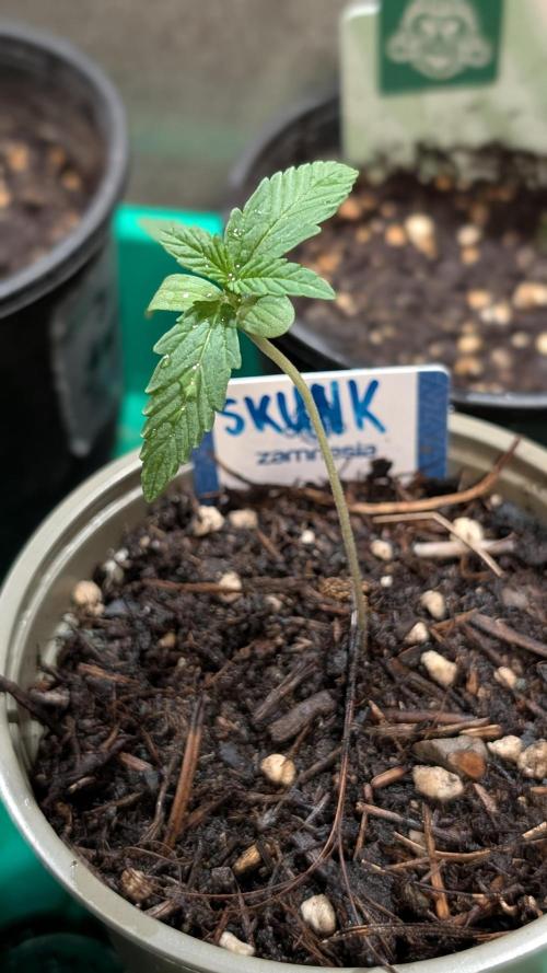 Auto Super Skunk. Week 1