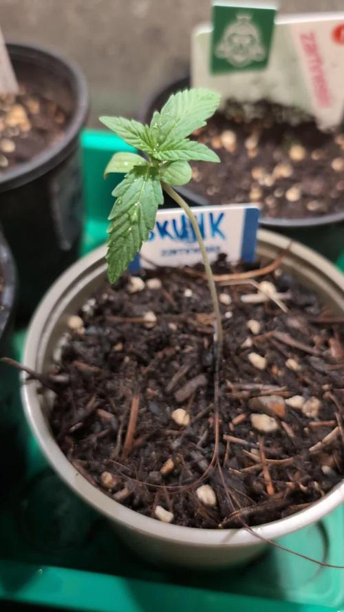 Auto Super Skunk - Sensible Seeds