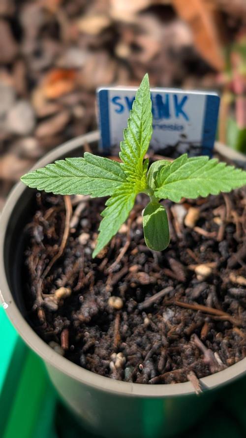 Auto Super Skunk. Week 2