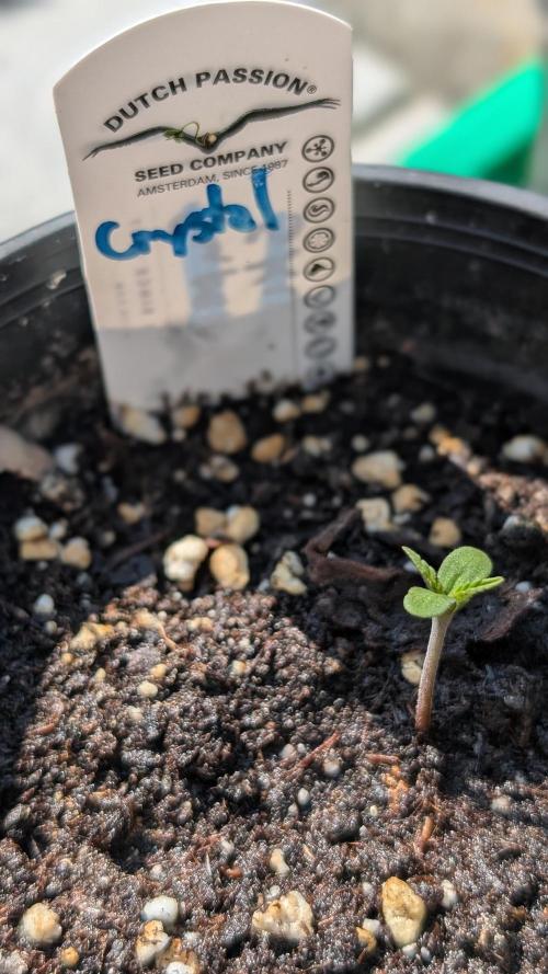 Crystal Candy XL Auto. Week 1