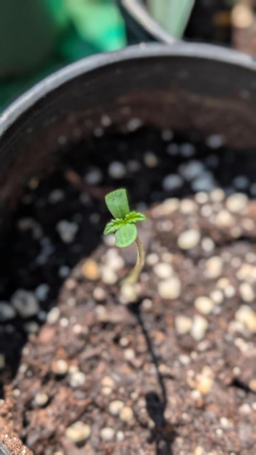 Papaya Cookies Auto. Week 1