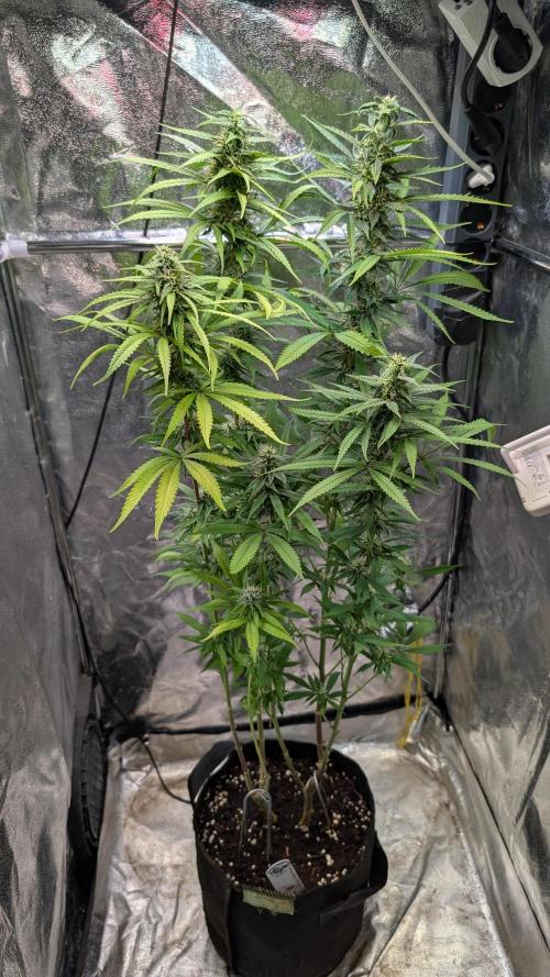Strawberry Cola Sherbet F1 Sweet Seeds. Week 16 - Day 106