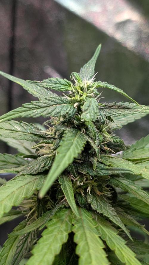 Strawberry Cola Sherbet F1 Fast Version. Week 16