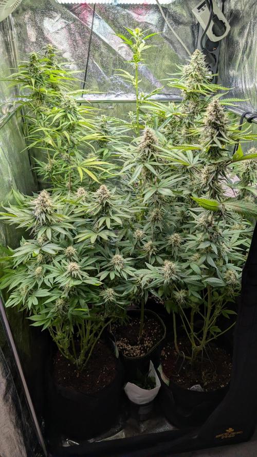 The Gassy One Super Sativa Seed Club. Week 16 - Day 106