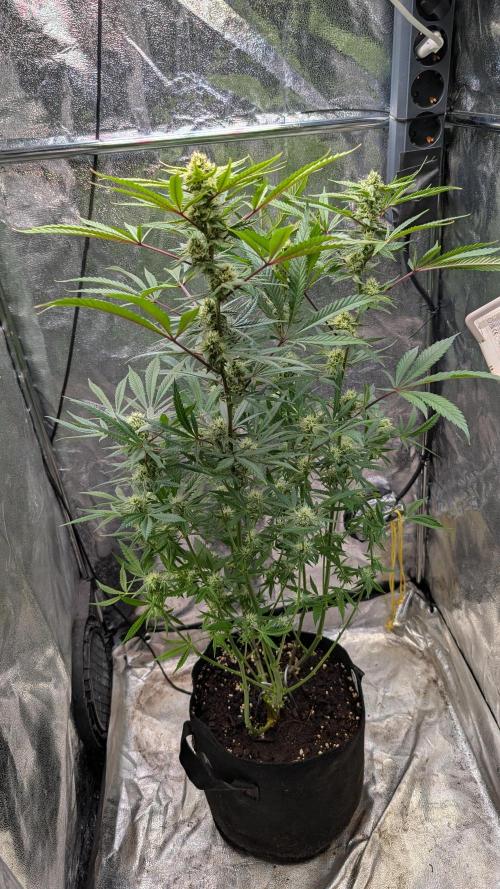 The Gassy One Super Sativa Seed Club. Week 16 - Day 106