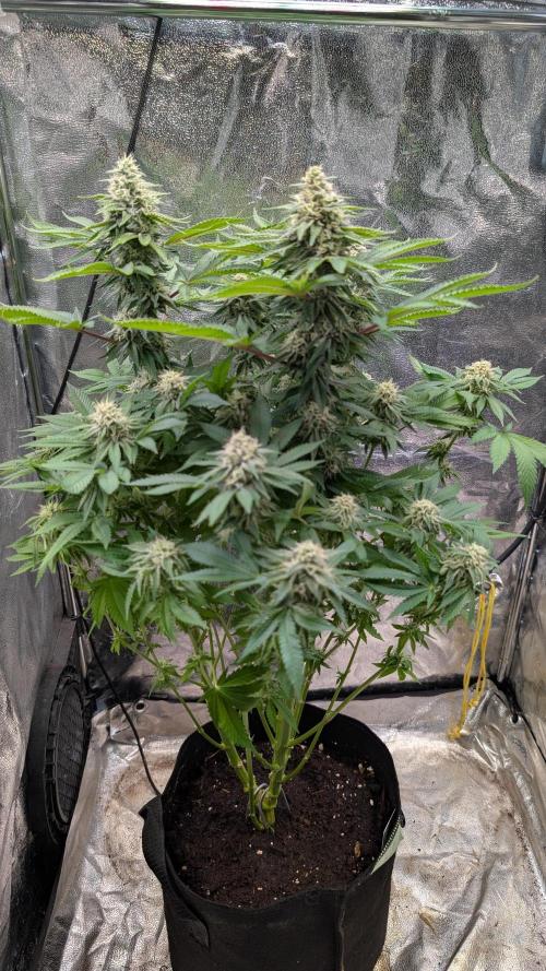 Super Boof Weed Seed Shop. Week 16 - Day 106