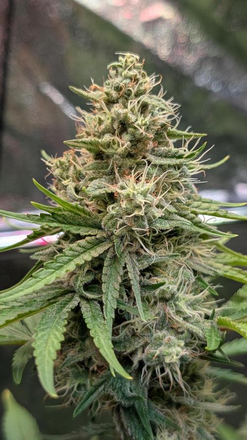 Glue Prom. Week 17