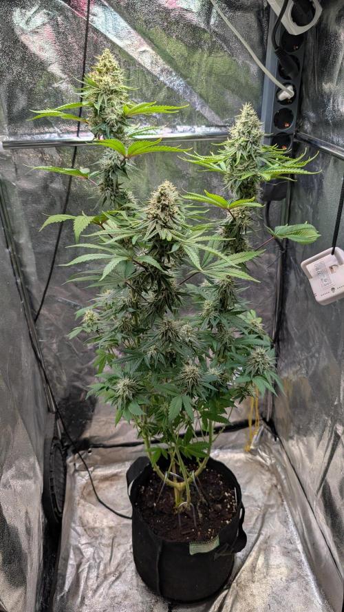 Glue Prom Walipini Seeds. Week 17 - Day 113