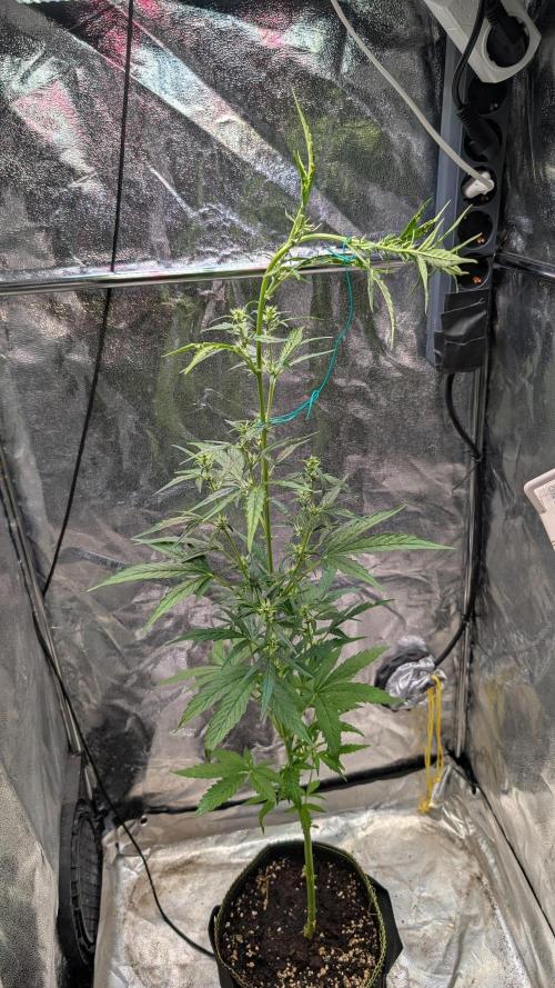 Toffee Pudding Auto. Week 8