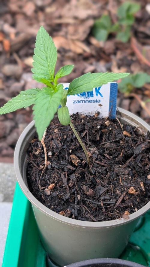 Auto Super Skunk. Week 2